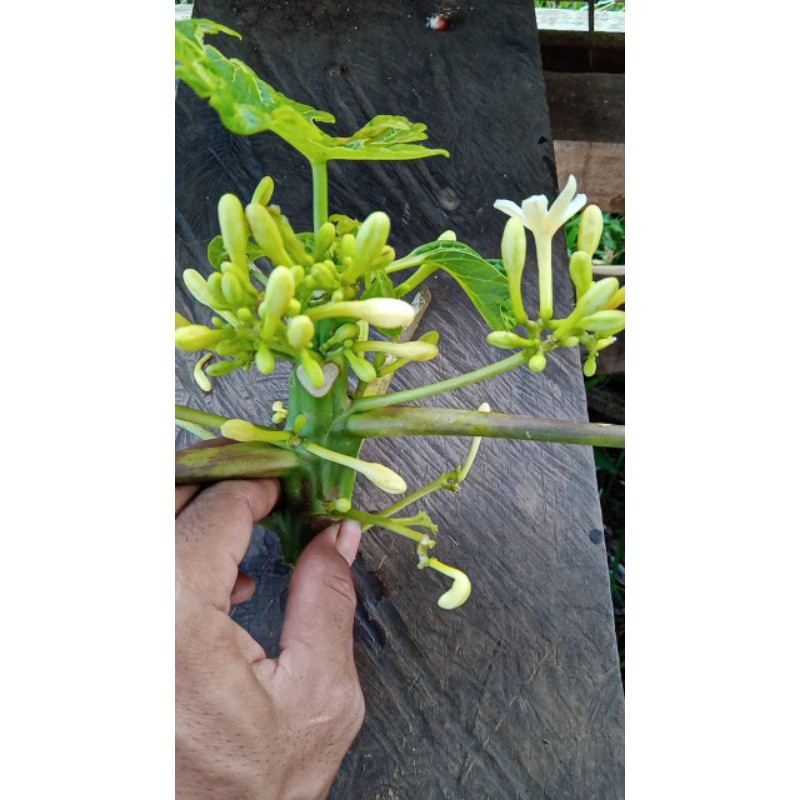 

kembang pepaya segar 500 gram