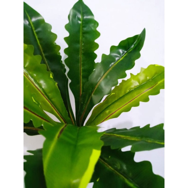 Daun Gelombang Cinta|Daun Lidah Bergerigi|Artificial Daun