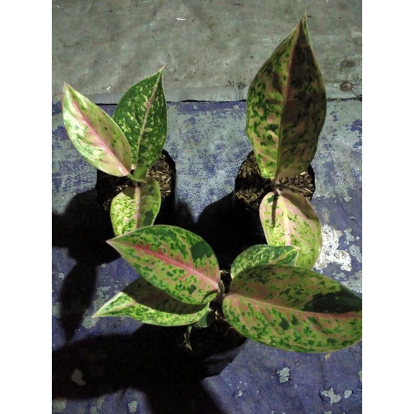 Aglaonema Big Roy