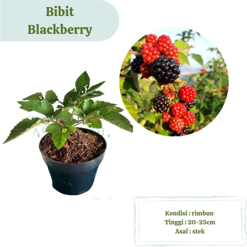 Bibit Tanaman Buah Blackberry Tanaman Buah Berry Hitam