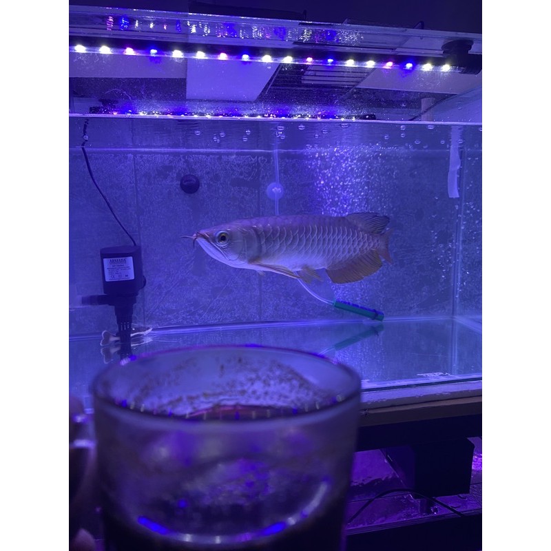 Arwana Golden Red 30cm Up