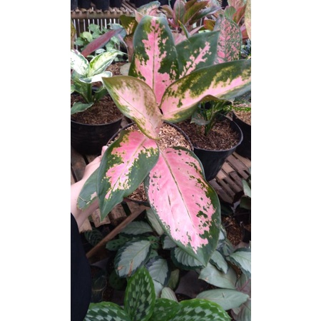 kochin pink/aglonema kochin pink/sutra