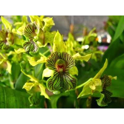 anggrek spesies dendrobium macrhophyllum / macrophyllum