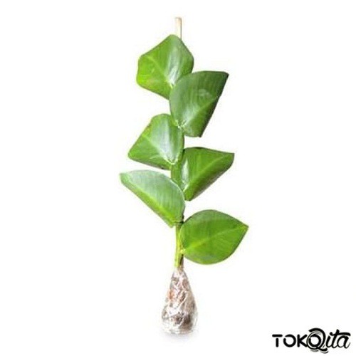 DOLAR RAMBAT (Climbing Dollar)