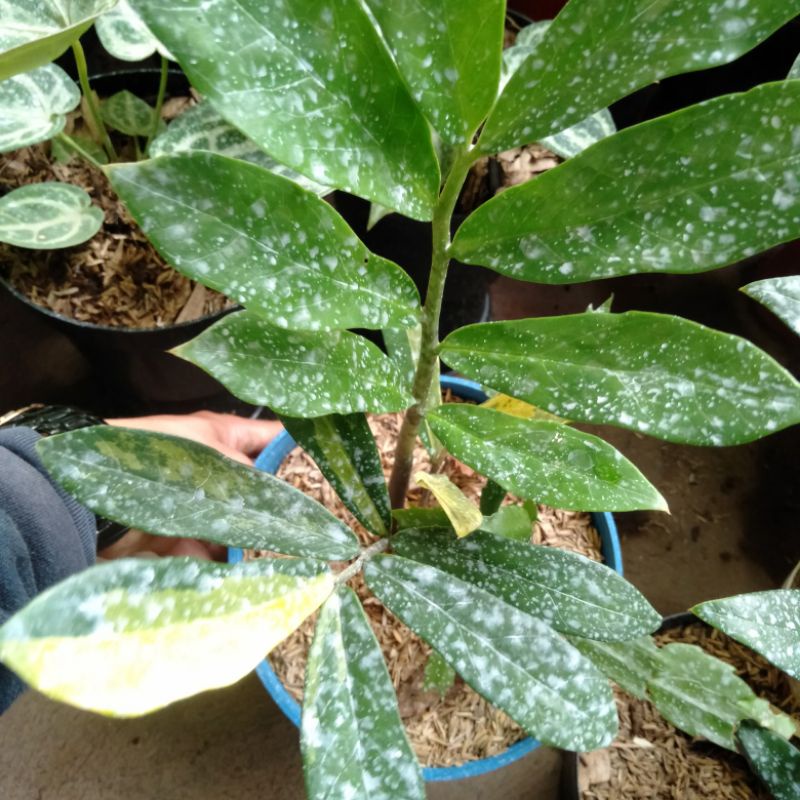 Tanaman hias Zamia Varigata-Dolar varigat +pot dolar Varigata realpick Niming tanaman hias