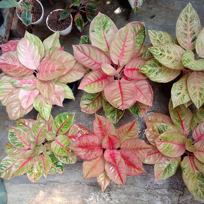 paket 6 bonggol aglonema bidadari,romantic love mutasi,sexy black,veronica golden,Kresna konon,Wulan