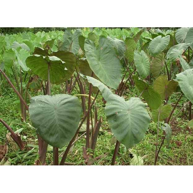 Bibit Talas Ungu/ Lompong/ Bentul Ungu