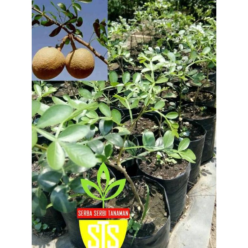 Bibit tanaman kawista batu &&**&&