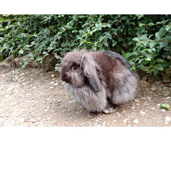 kelinci fuzzy lop