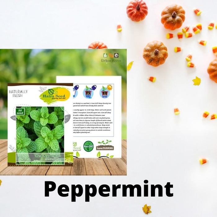 Jual Benih Bibit Biji Herba Peppermint Haira Seed Shopee Indonesia