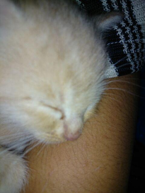 Original Digital Avometer Zotek Zt102 Multitester Digital Zt 102