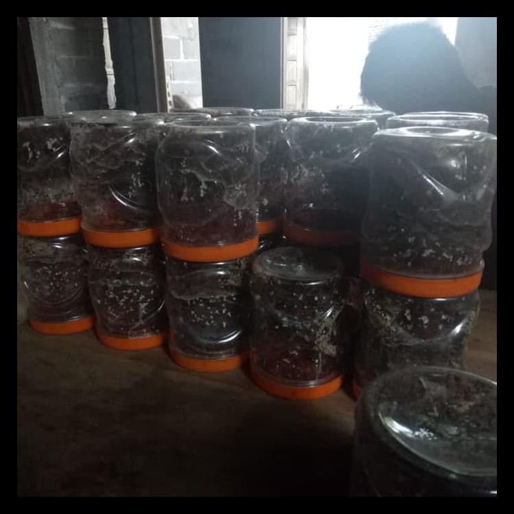 Barang Baru Jual Bibit Kroto Si Unyil / Semut Rangrang Best Seller