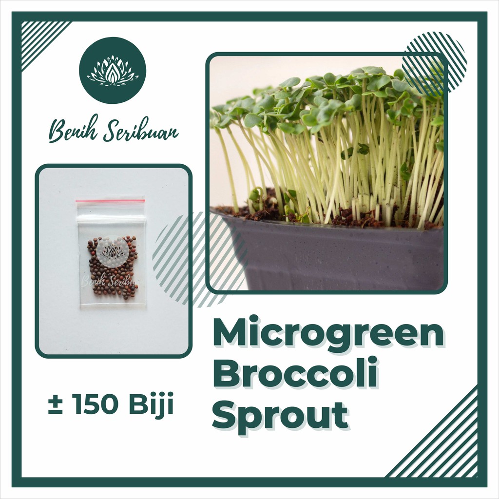 BS-BYL Benih Microgreen Sayur Organik Sprout Seed Bibit Sayuran Microgreens Alfalfa Broccoli Bok Pak Choy Red Cabbage Radish dll-MG - BROCCOLI