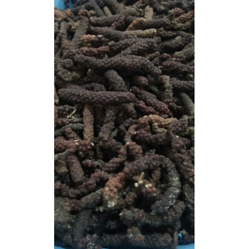 Cabai jawa / cabai puyang / cabai jamu / cabai jawa kering 1 kg