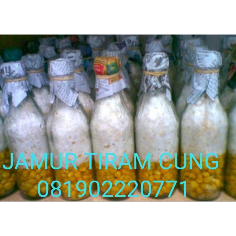 

BIBIT JAMUR TIRAM MEDIA JAGUNG