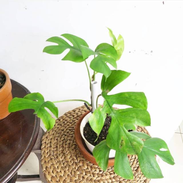 Tanaman Hias Rhaphidophora Tetrasperma Monstera Ginny Mini Monstera Monstera Minima Monstera E9 Shopee Indonesia