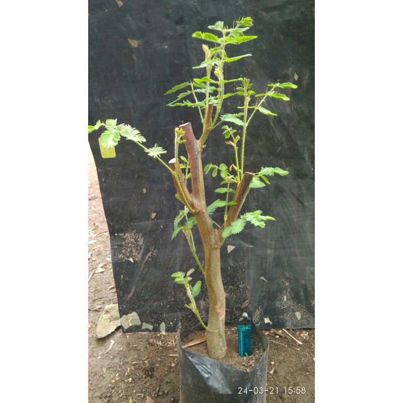 BAHAN BONSAI PUTRI MALU JUMBO