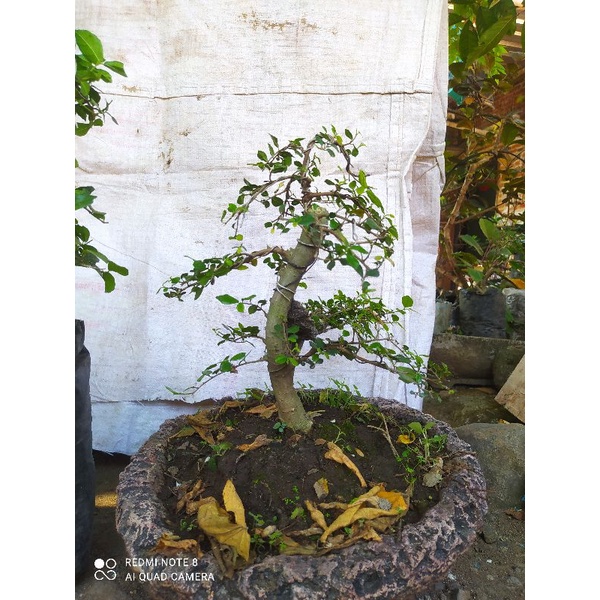 bonsai SERUT small sudah jadi siap pajang