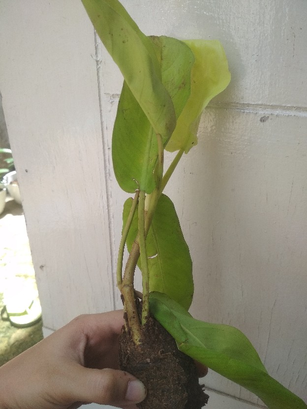 Tanaman Hias Sirih Gading Centong / Sirh Gading Rambat