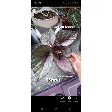 begonia pink thailand