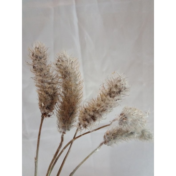 Lagurus Lokal / dried flower / bunga kering