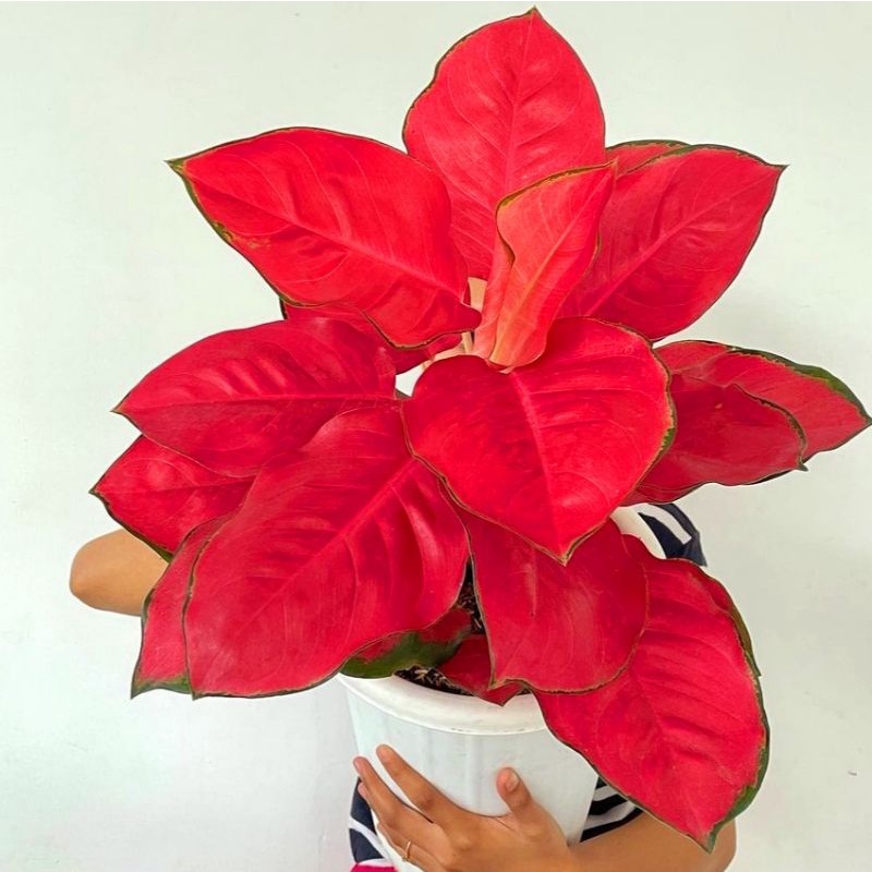 Aglonema suksom remaja(Tanaman hias aglaonema suksom) - tanaman hias hidup - bunga hidup - bunga agl