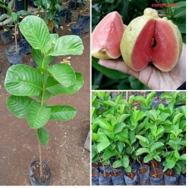 Bibit jambu kristal merah okulasi cepat berbuah|bisa COD Cepat berbuah