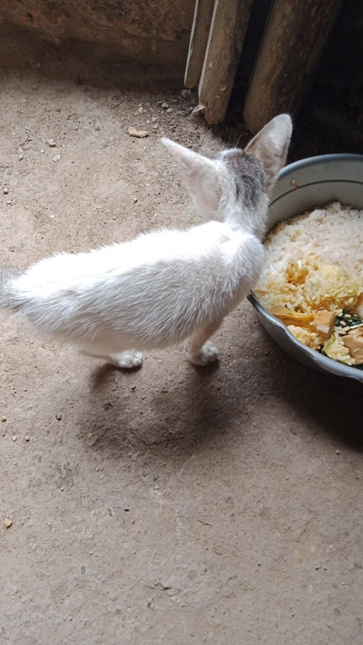 Cuci Gudang Celana Pendek Anak Celana Batik Murah