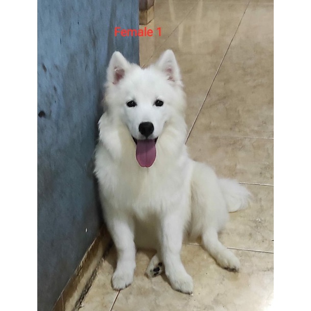 anjing Samoyed