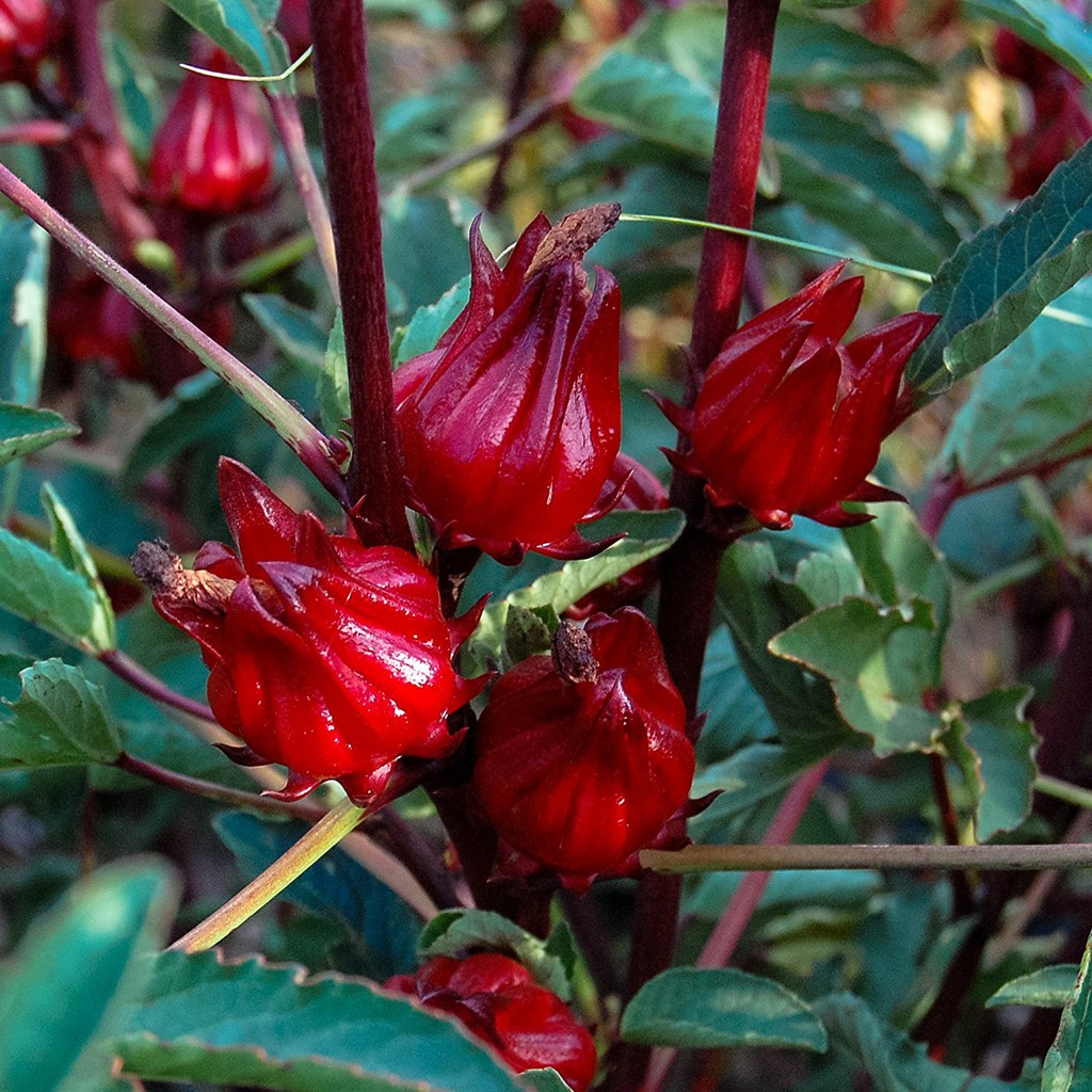 20 Bibit Bunga Rosella Merah Benih Biji Red Rosela Tanaman Herbal Unggul Kualitas Premium-2