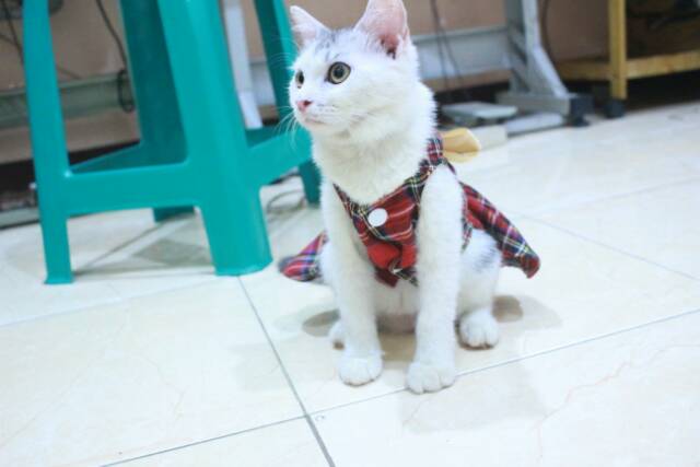 Dress kotak-kotak merah untuk kucing &amp; anjing /Jual Baju Kucing Terlengkap &amp; Berkualitas size S-XL