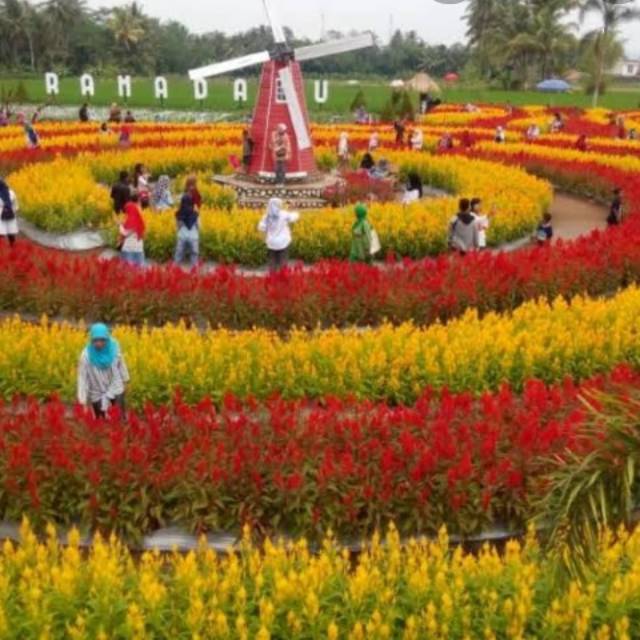 Biji Bunga Celosia Pagoda Mix