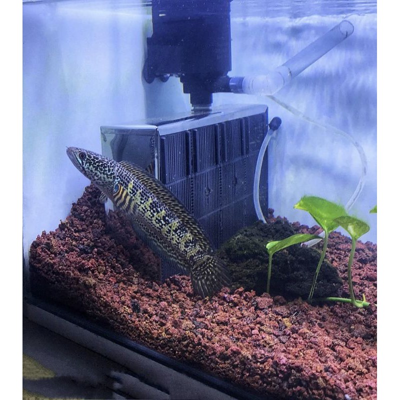 Ikan Chana Yellow Sentarum