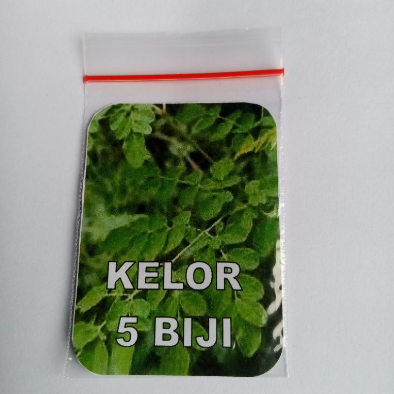 Biji Kelor Benih Kelor Biji Daun Kelor Siap Semai