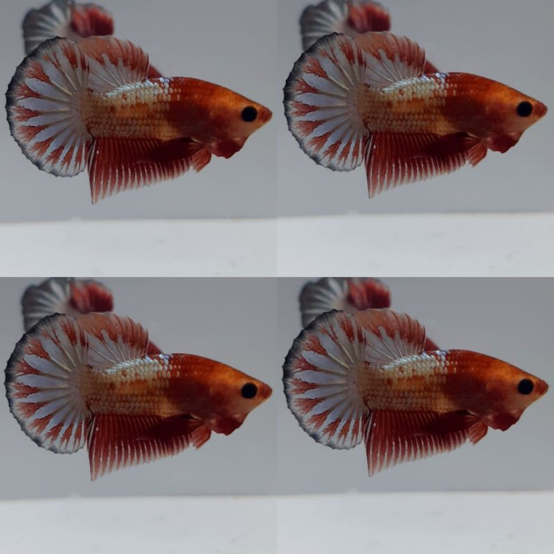 Fccp Orange Head
