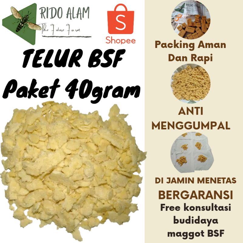Telur lalat bsf per 40gram Telur maggot bsf berkwalitas termurah