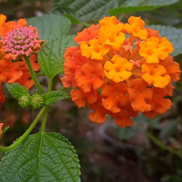 LANTANA IMPORT SUNSET(Bunga Besar)