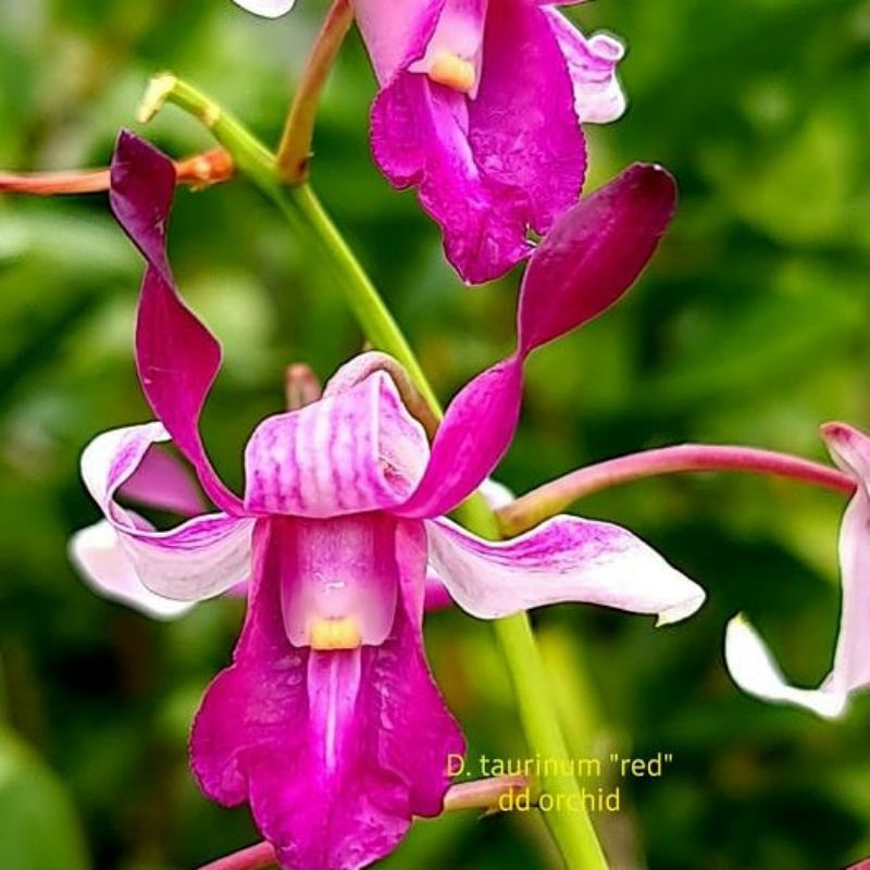 Jual Anggrek Remaja Taurinum Red x Helix