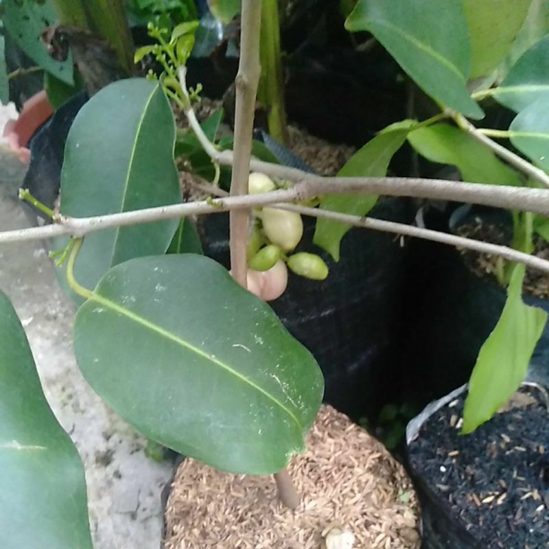 Jamblang Duwet Nduwet buah manis Tanaman