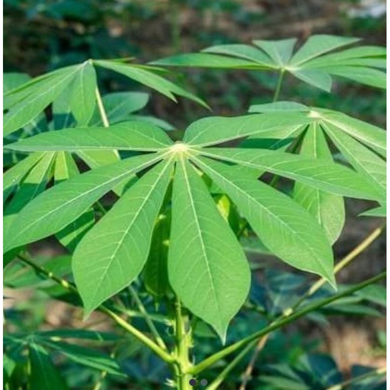 

Daun Singkong Fresh Per 1 kg