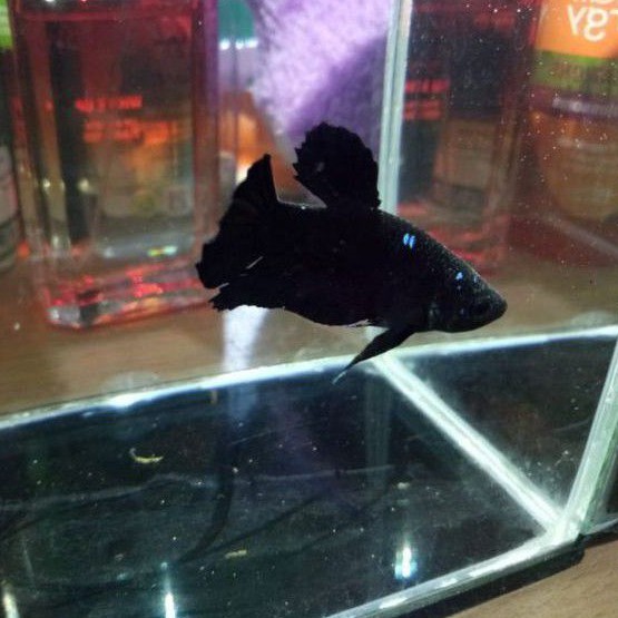 IKAN CUPANG BLACK AVATAR SERIES