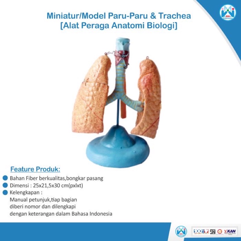 

[PROMO] Model Anatomi Struktur Paru-Paru dan Trachea Manusia - Alat Peraga Biologi [100% Original Peoduct]