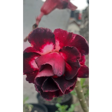 ADENIUM GRAFTING BUNGA TUMPUK  / KAMBOJA JEPANG