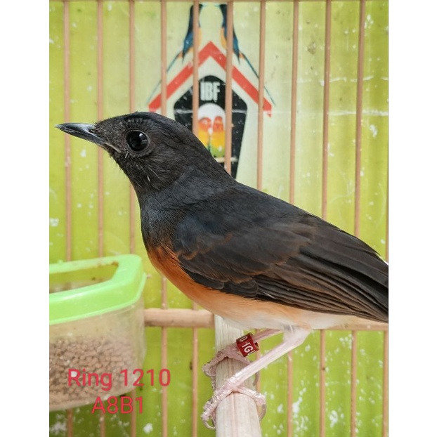 Murai Betina Siap Ternak