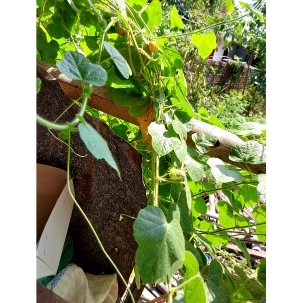 Buah Rambusa / Markisa Mini