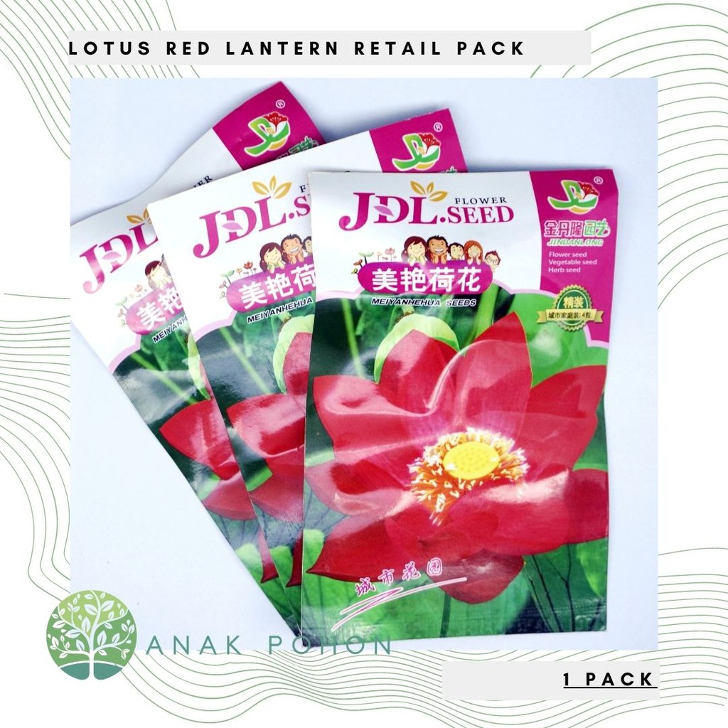 ( 1 PACK ) Benih Bibit Biji - Lotus Seroja Nelumbo nucifera Red Lantern Retail Pack - IMPORT