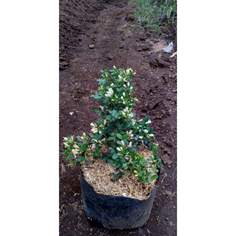 Bahan/ bibit bonsai kemuning micro/ kemuning micro wangi/ bahan mame, program