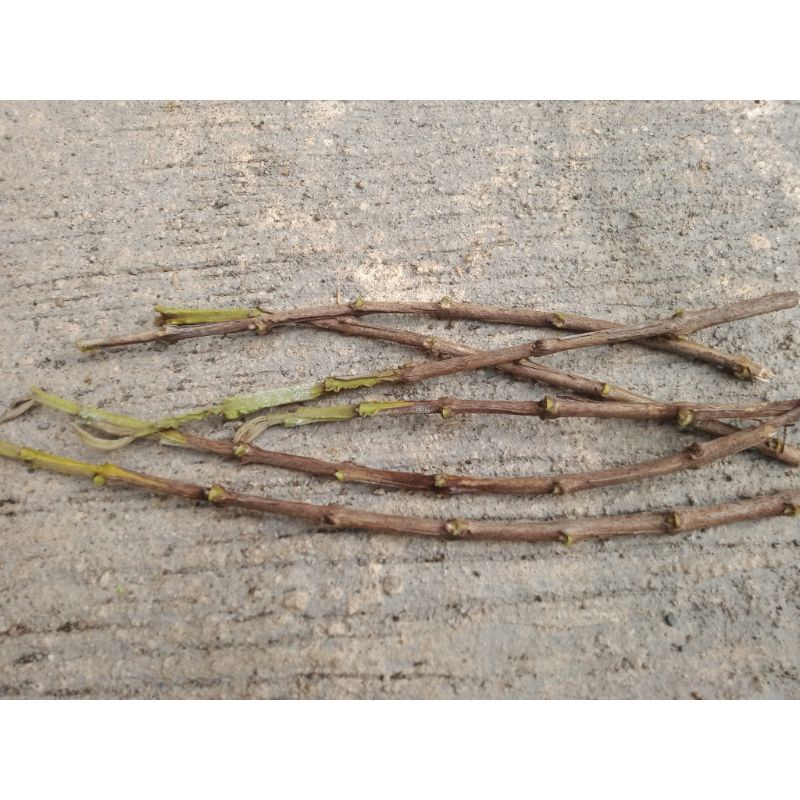 Entres Jambu Biji Chegua