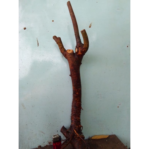 Bahan dangkelan bonsai loa /tanaman loa/bonsai loa Berkarakter