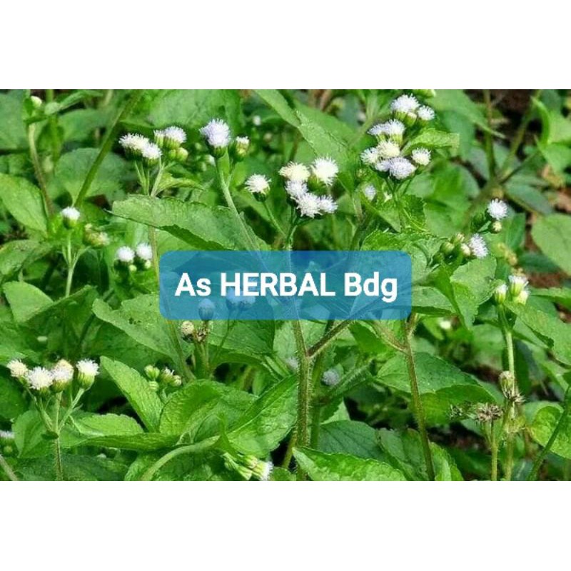 

Paket 500 gram daun bandotan segar langsung petik-az